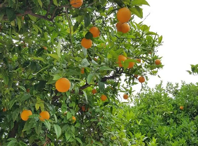 το είδωλον *