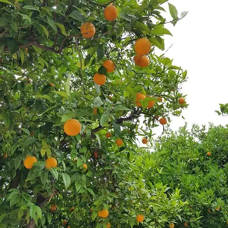 το είδωλον *